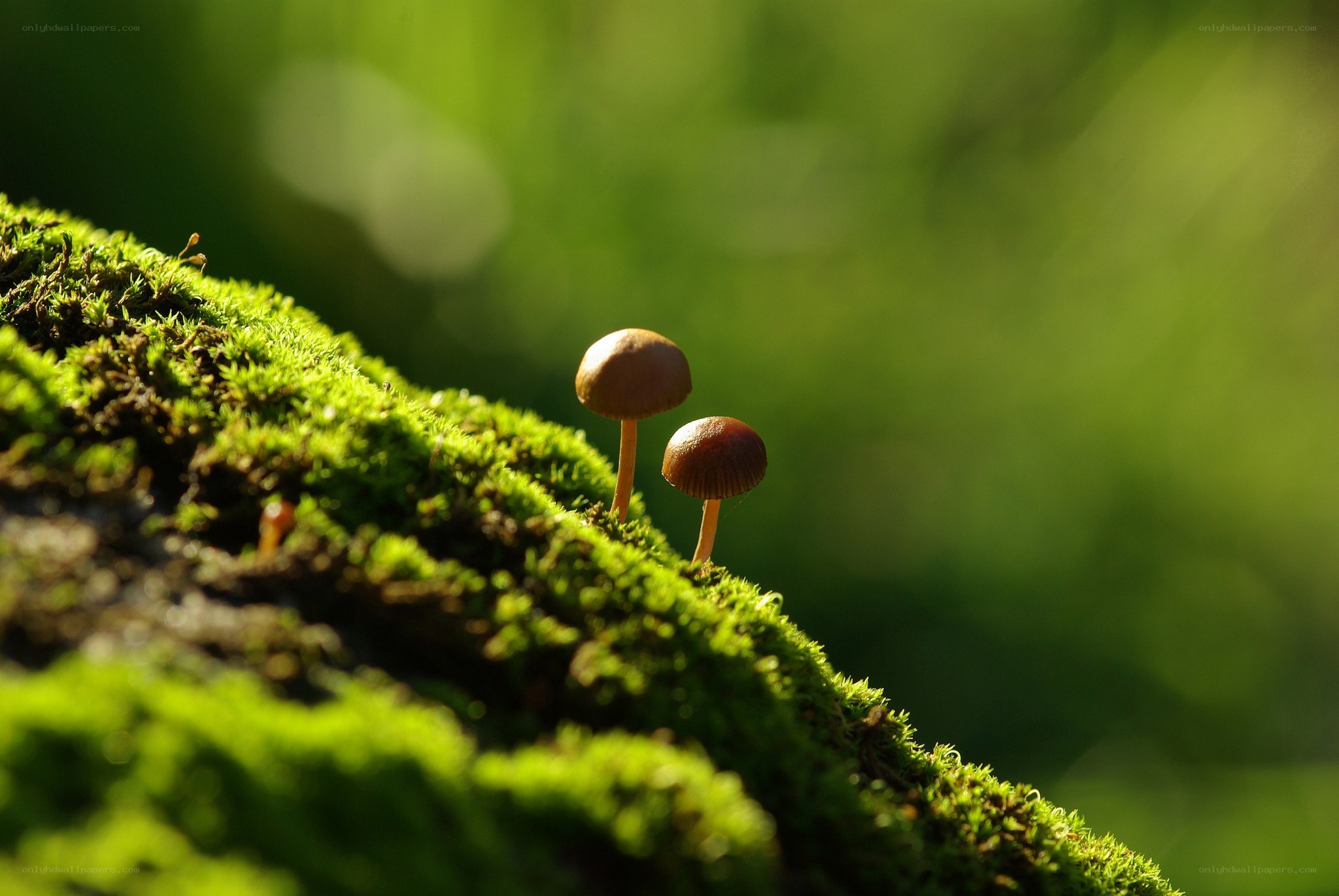 Mushrooms on mossy log