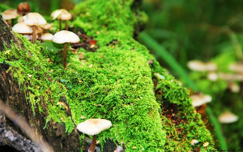 Mushrooms on Mossy Log — Green, Natural, Photograph, Moss