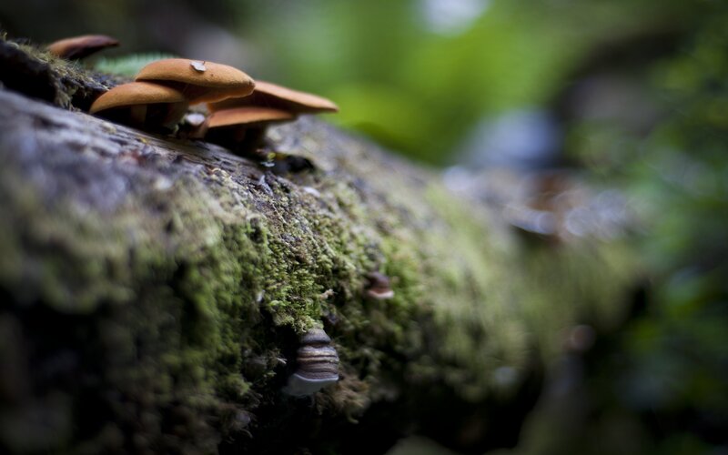 Mushrooms on Mossy Log — Green