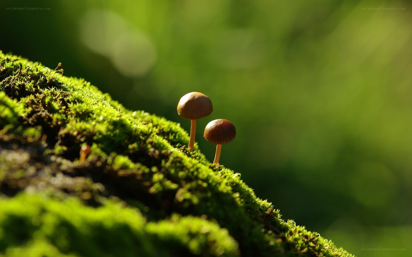 Mushrooms on mossy log