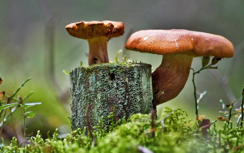 Mushrooms on Mossy Stump — Green, Natural