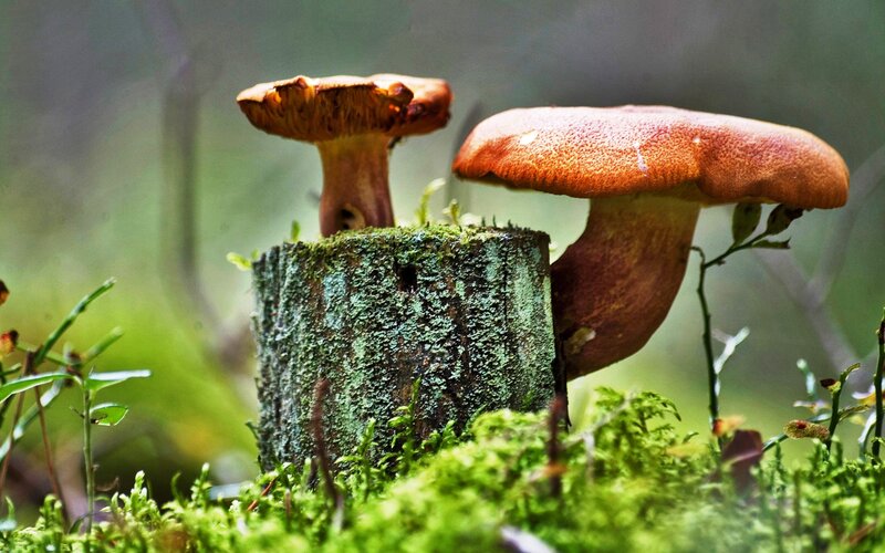Mushrooms on Mossy Stump — Green