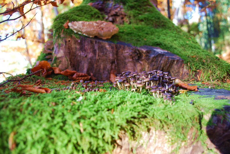 Mushrooms on Mossy Stump
