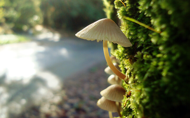 Mushrooms on mossy tree