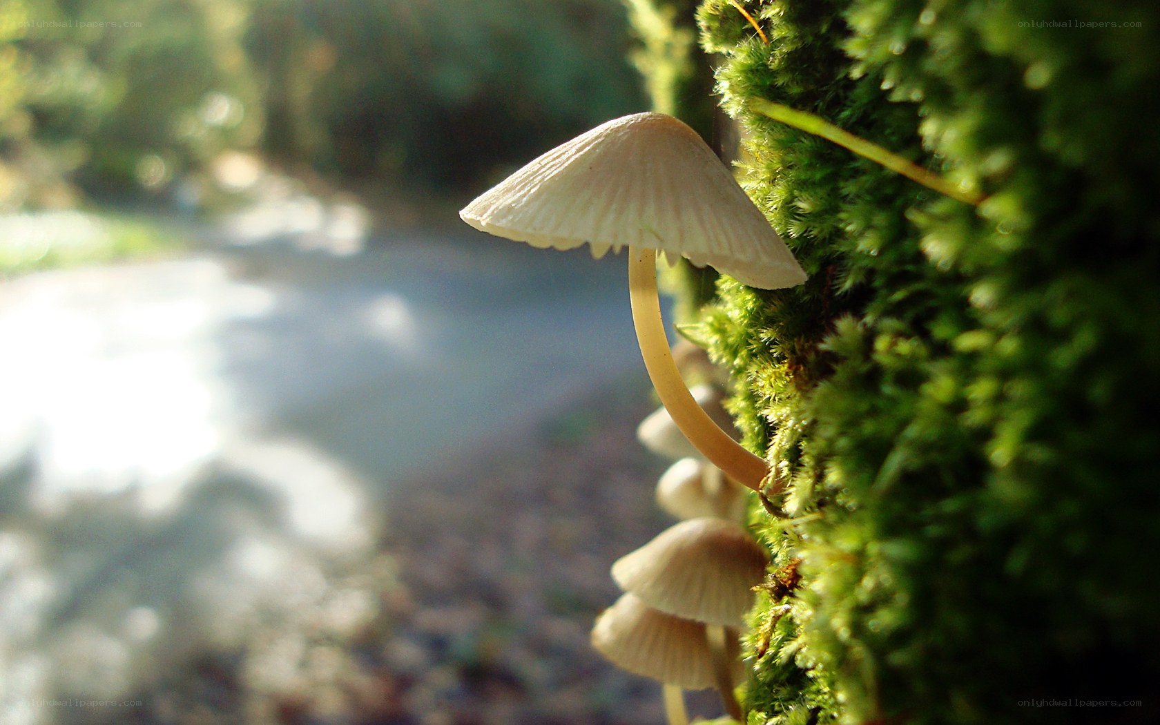 Mushrooms on mossy tree