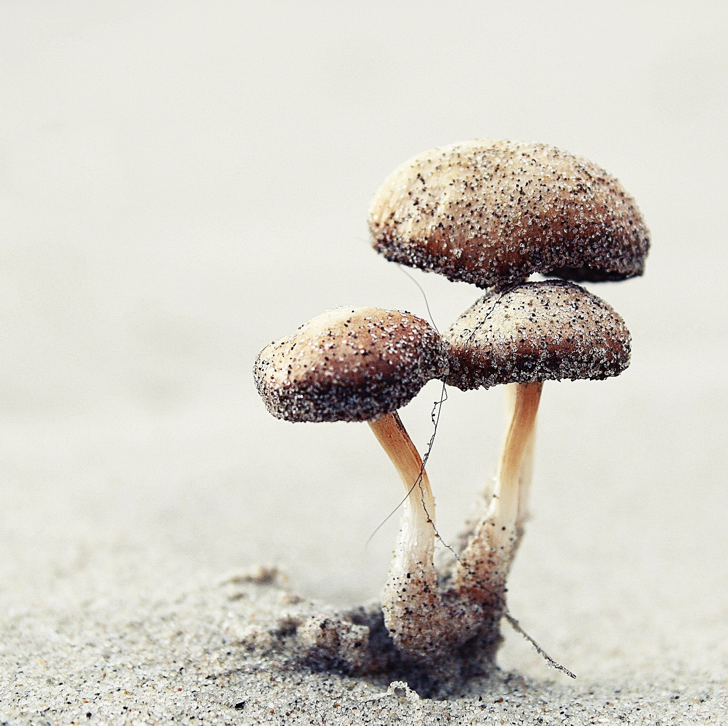 mushrooms on sandy ground