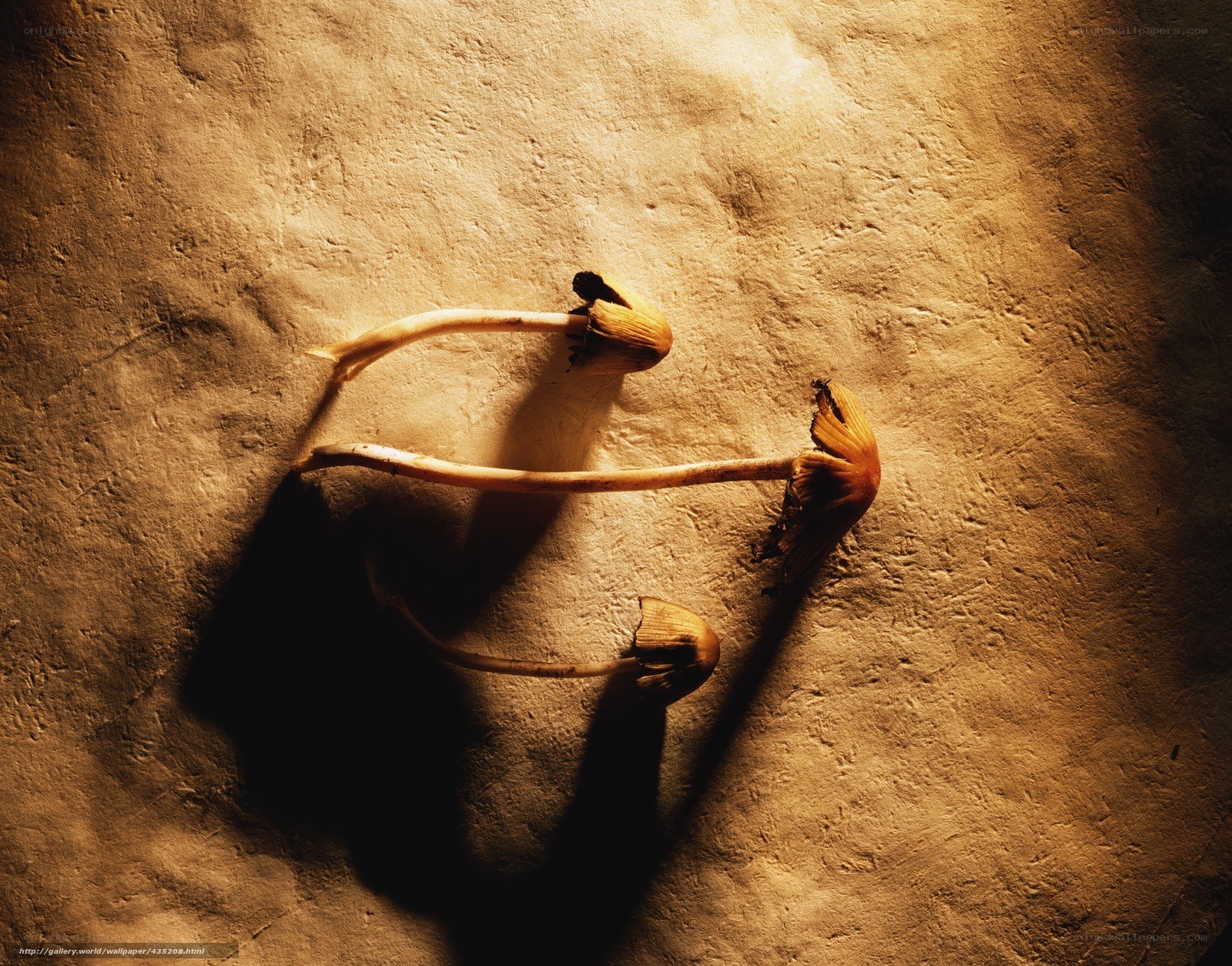 mushrooms on textured surface