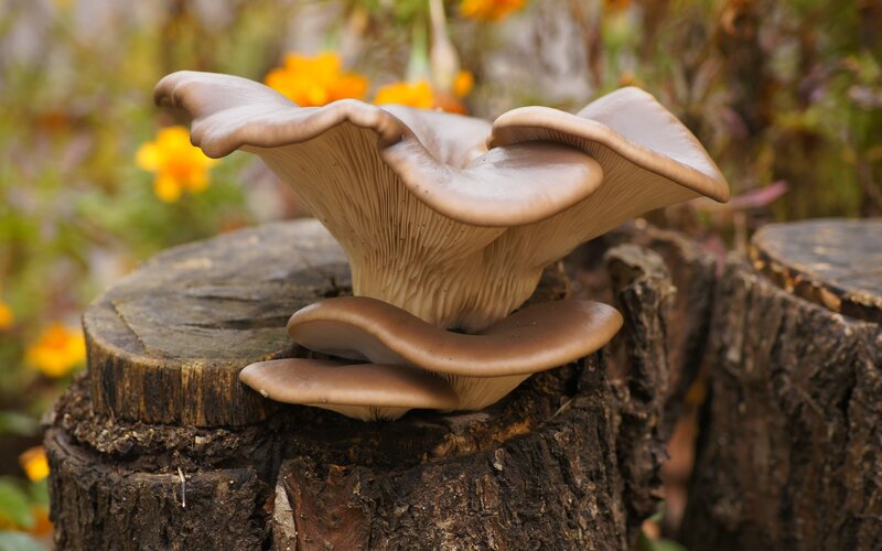 Mushrooms on Tree Stump — Brown