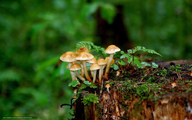 Mushrooms on Tree Stump — Green