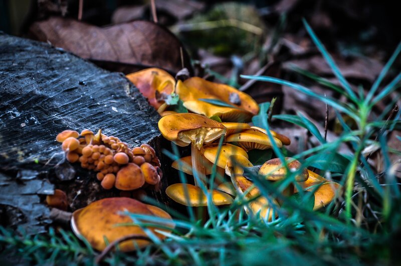 Mushrooms on Tree Stump — Orange