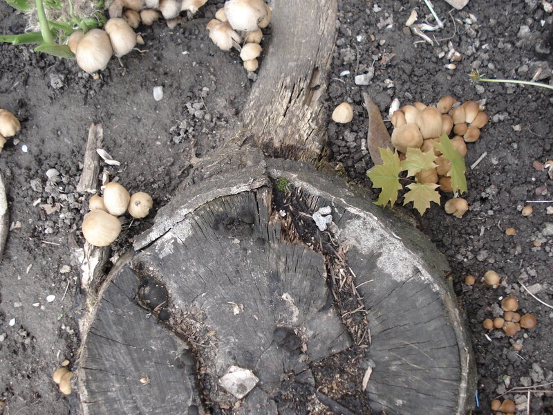 Mushrooms on Tree Stump