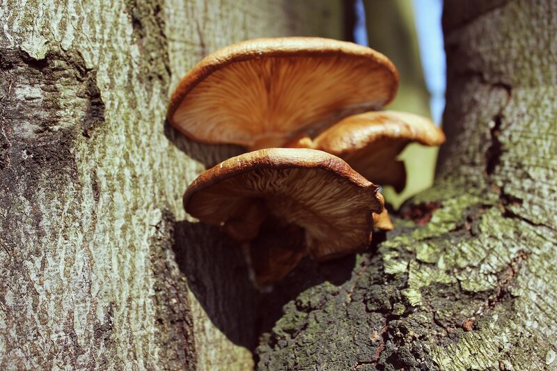 Mushrooms on Tree Trunk — Brown, Natural