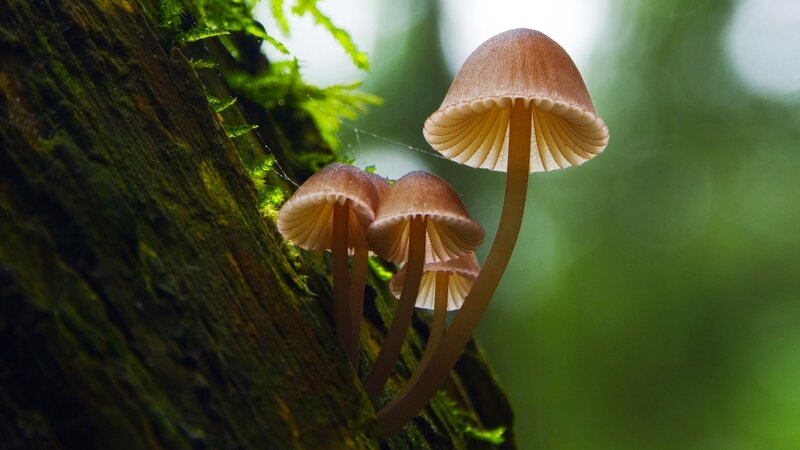 Mushrooms on Tree Trunk — Brown, Serene, Photograph