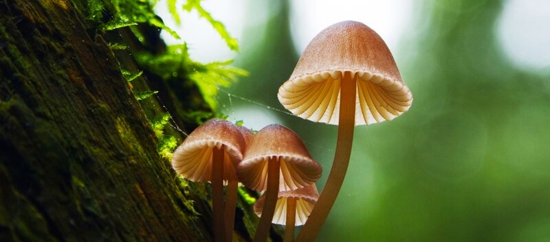 Mushrooms on Tree Trunk — Brown, Serene
