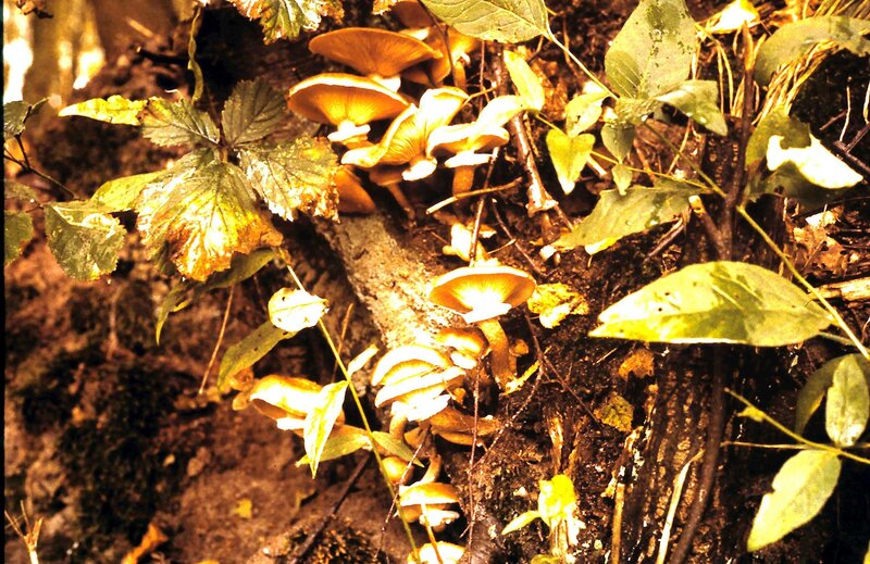 Mushrooms on Tree Trunk — Brown