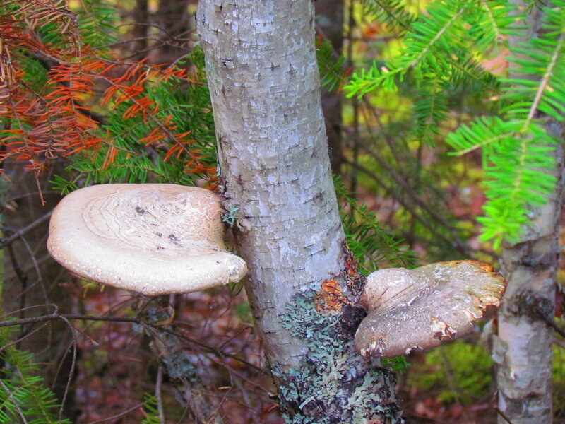 Mushrooms on Tree Trunk — Green