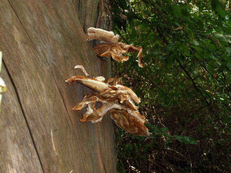 Mushrooms on Tree Trunk
