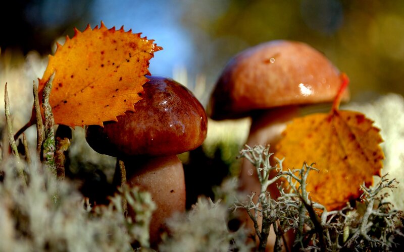 Mushrooms with Autumn Leaves — Brown