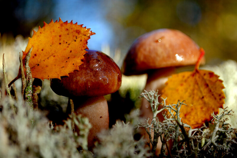 Mushrooms with Autumn Leaves