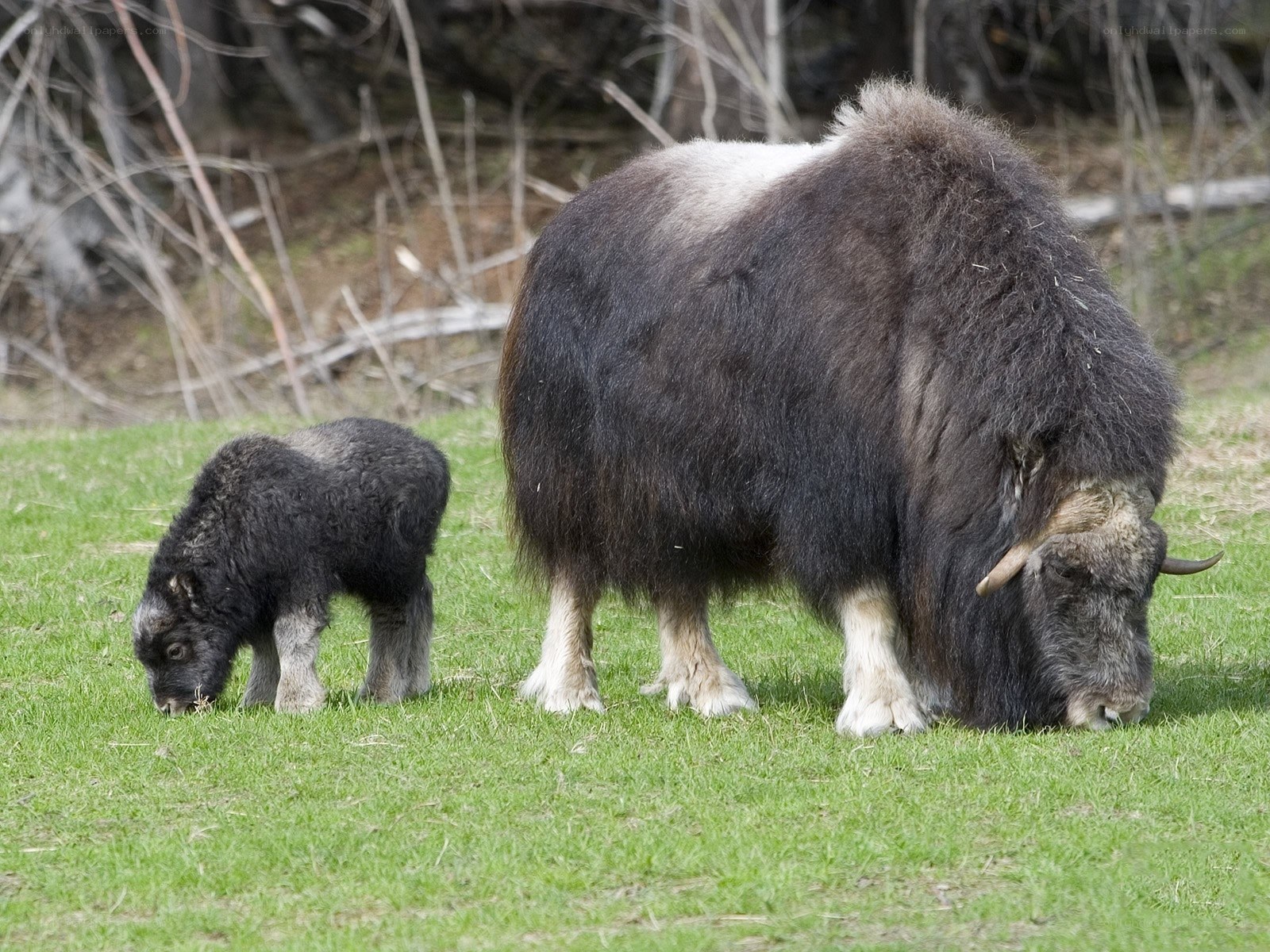 Musk ox and calf grazing