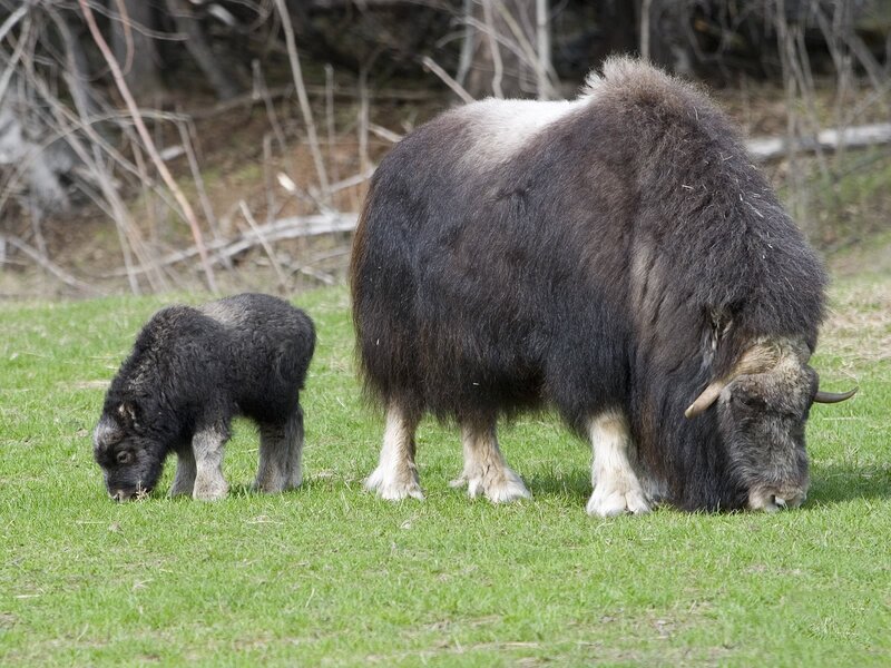 Musk Ox and Calf — Green