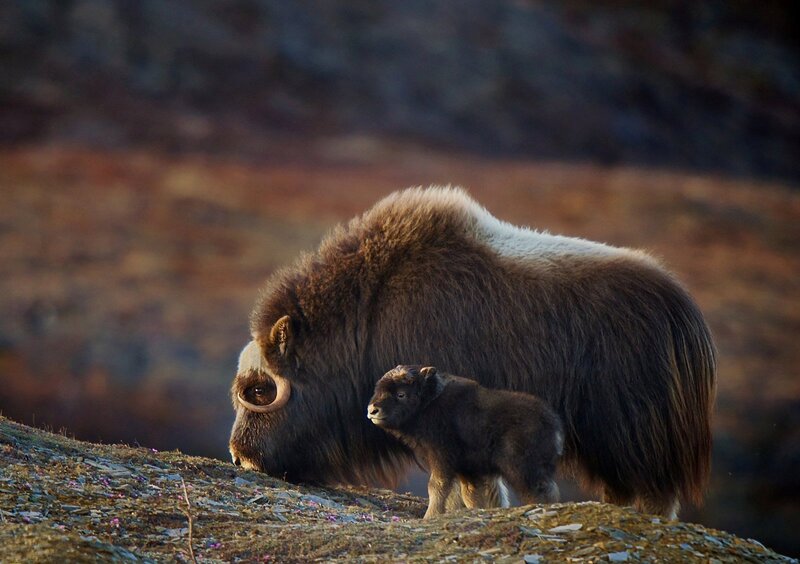 Musk Ox and Calf