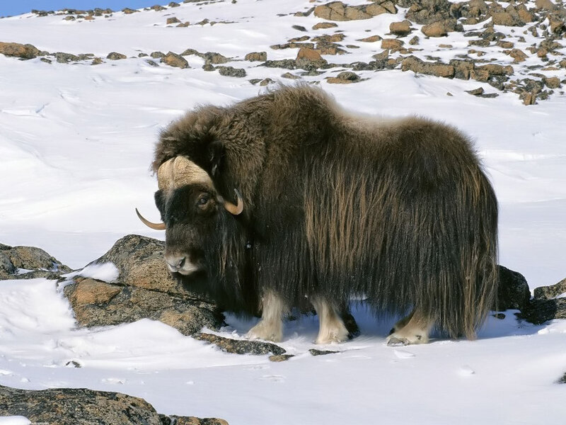 Musk Ox in Snow — White