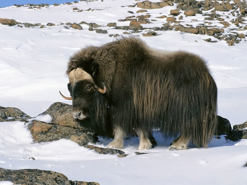 Musk ox in snowy landscape