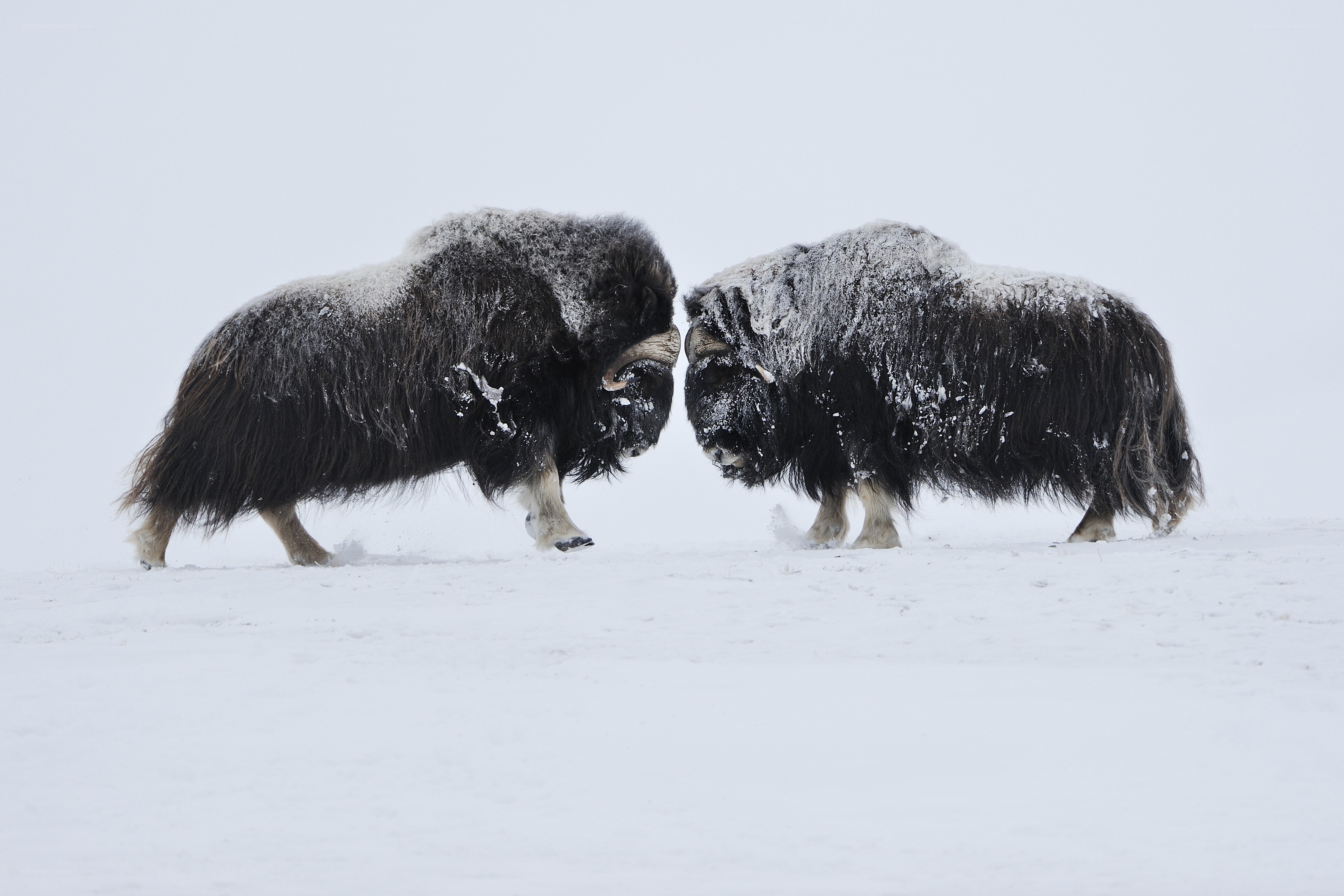 Musk oxen fighting in snow