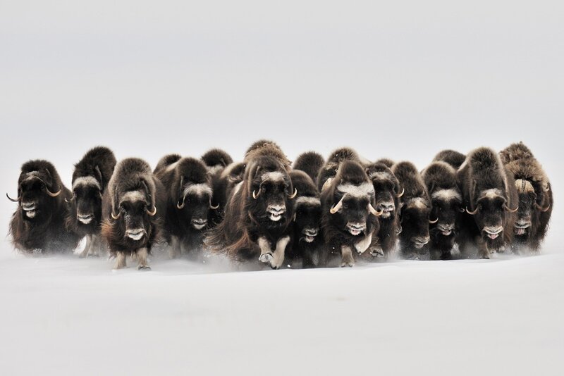 Musk Oxen Herd