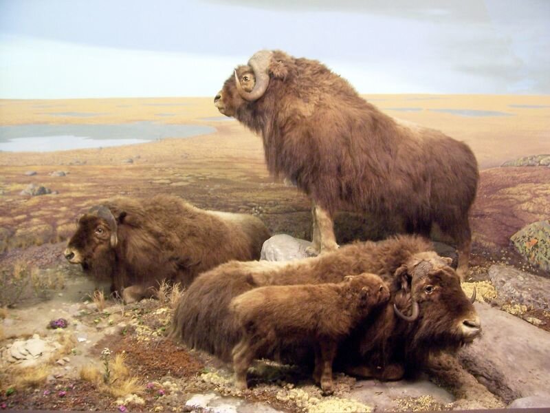 Musk oxen in tundra exhibit