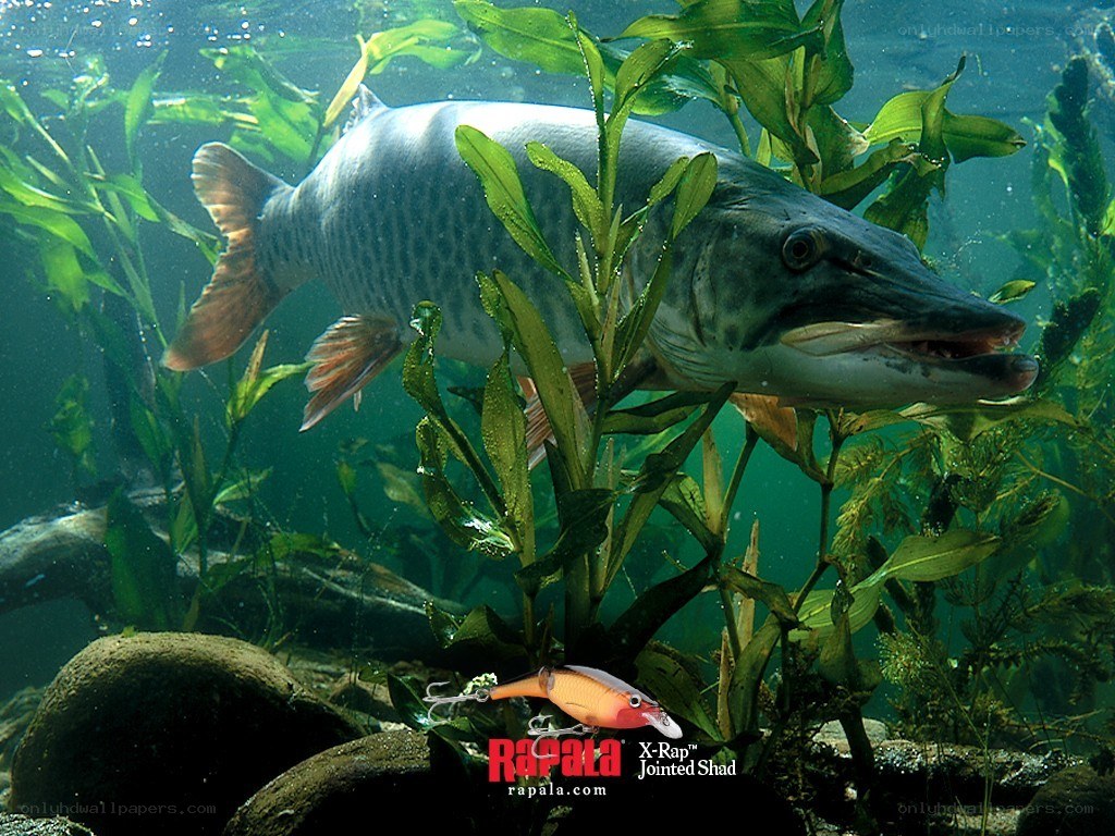 Muskellunge in aquatic plants