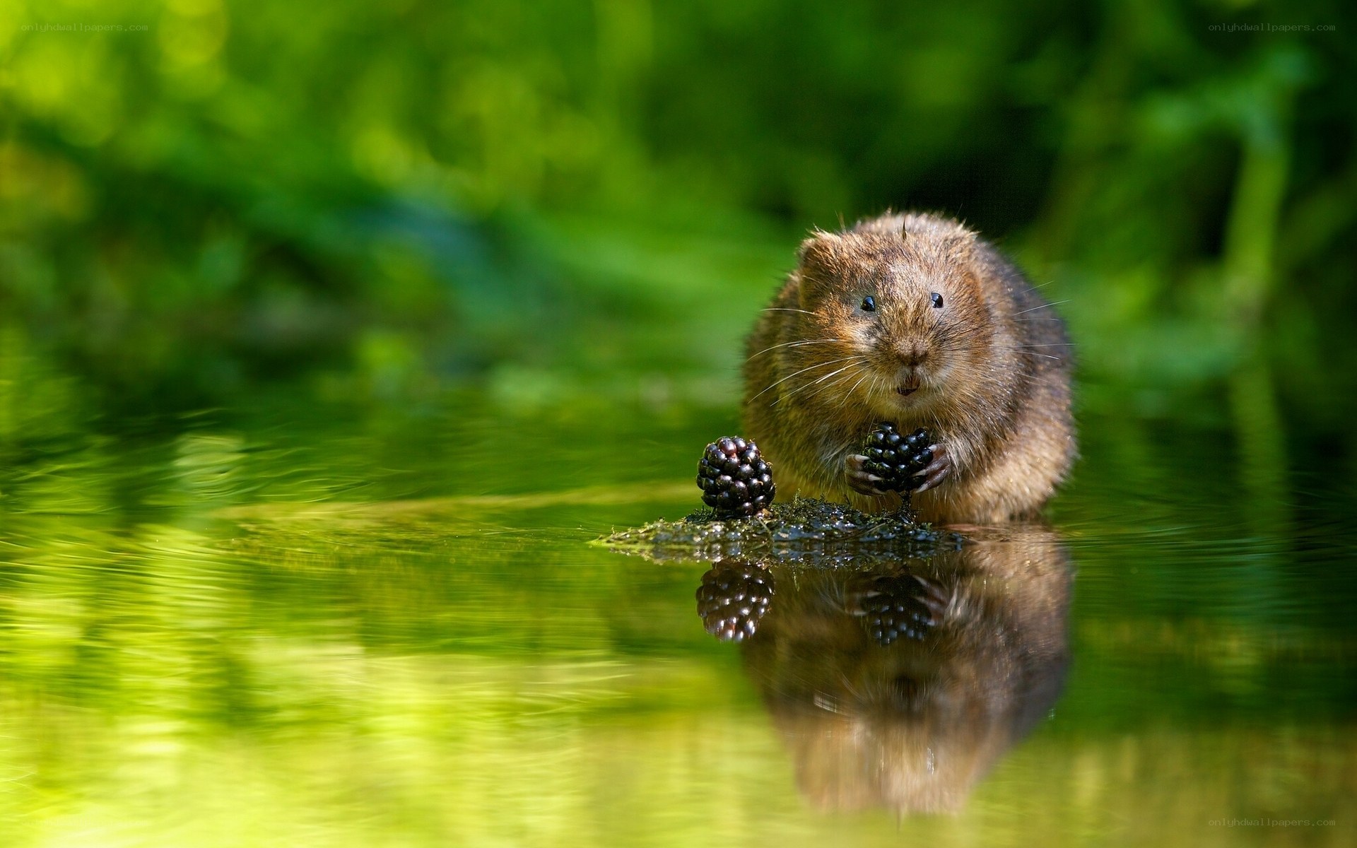 Muskrat eating blackberries