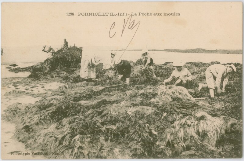 Mussel harvesting in Pornichet