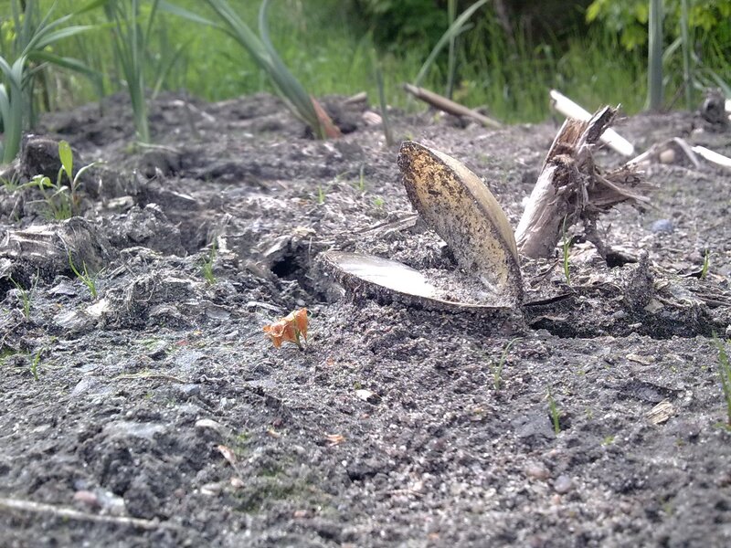 mussel shell on muddy ground