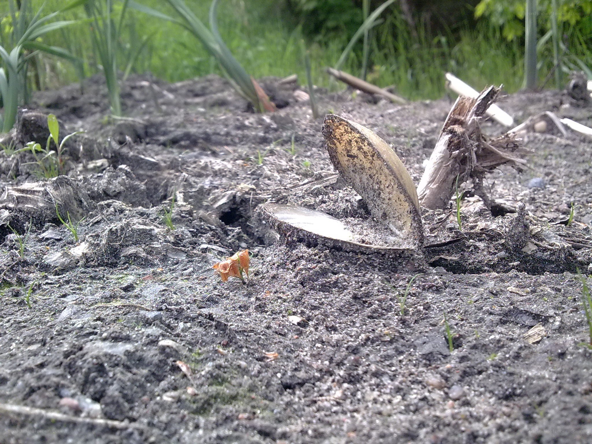 mussel shell on muddy ground