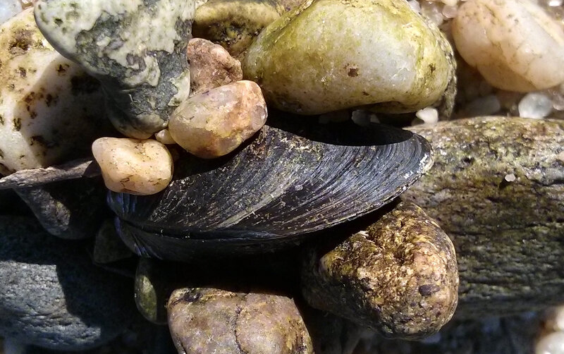 Mussel Shell on Rocks