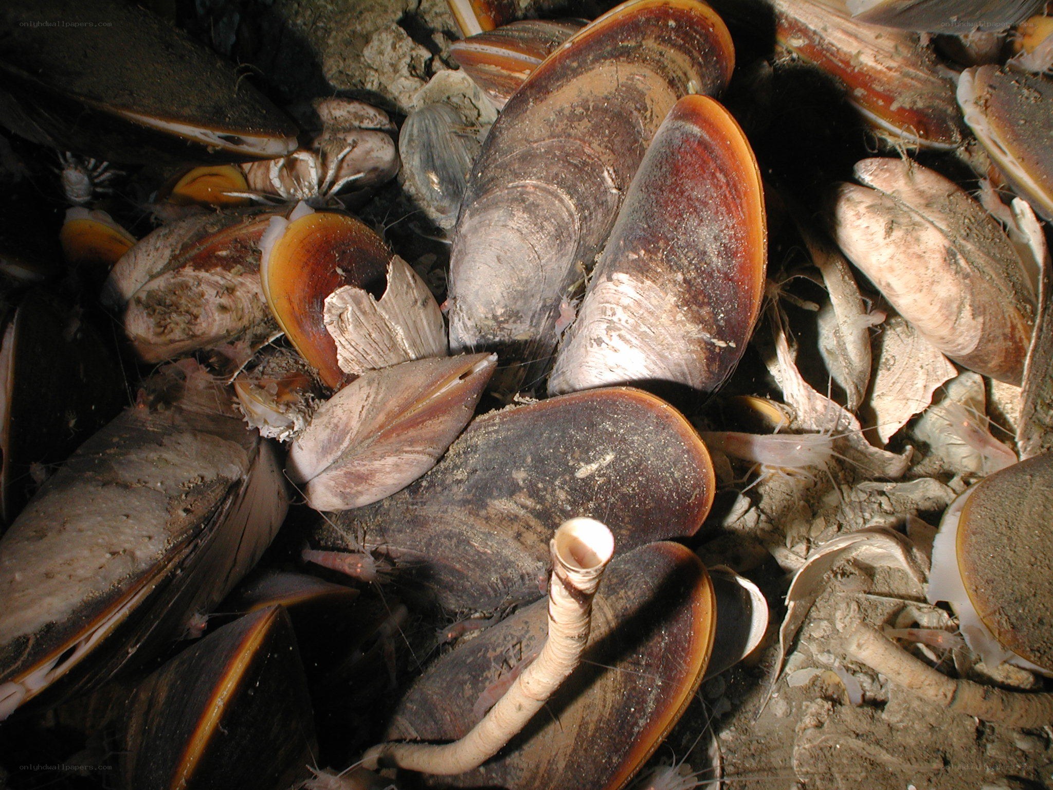 mussel shells on the seafloor