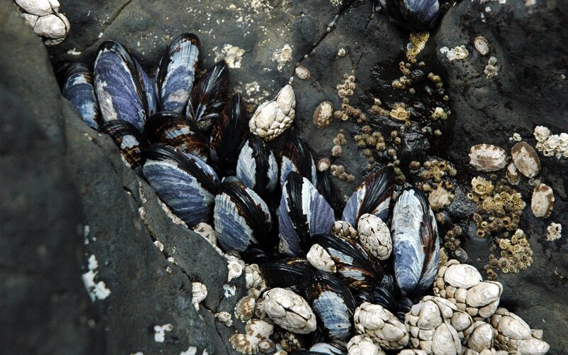 Mussels and barnacles on a rock