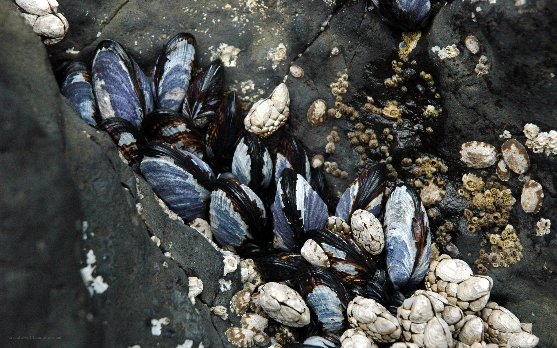 Mussels and barnacles on a rock