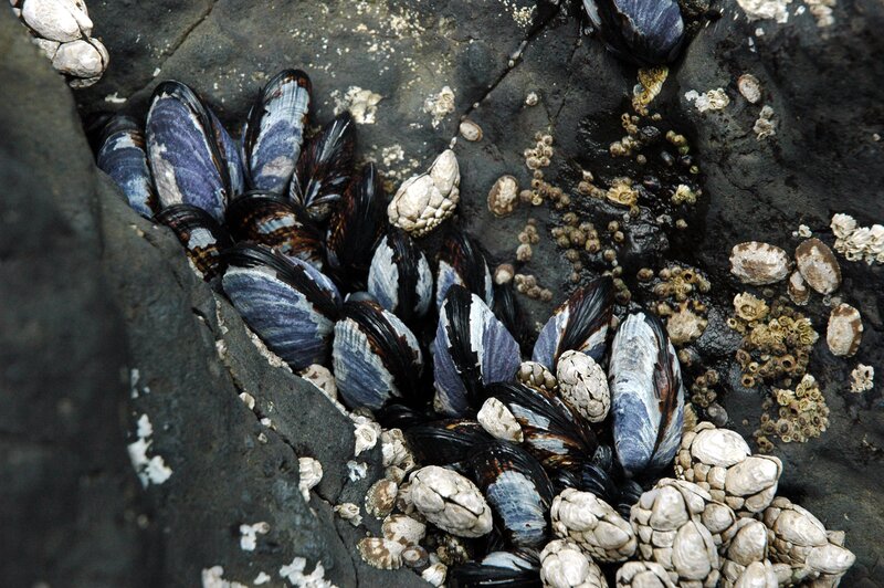 mussels and barnacles on rocks