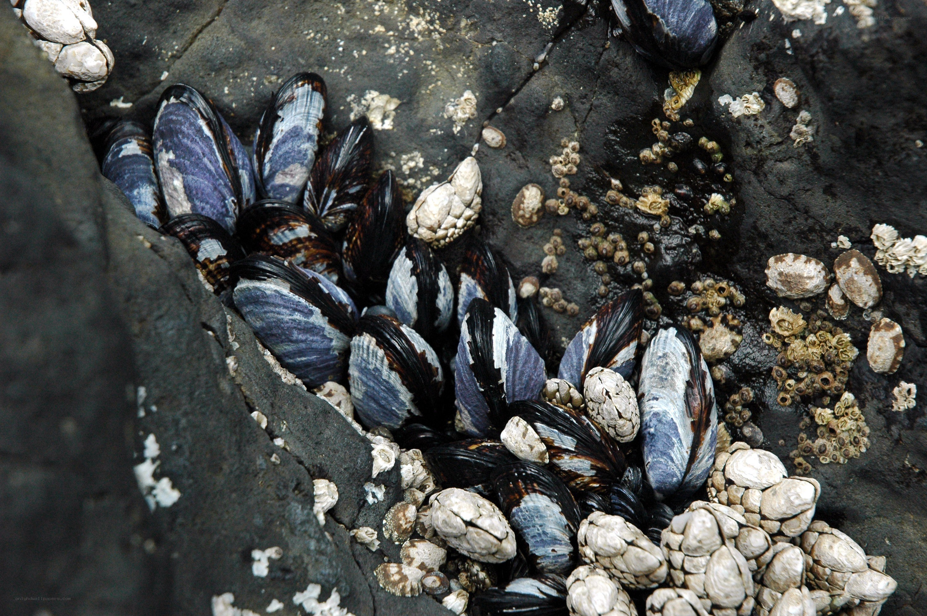 mussels and barnacles on rocks