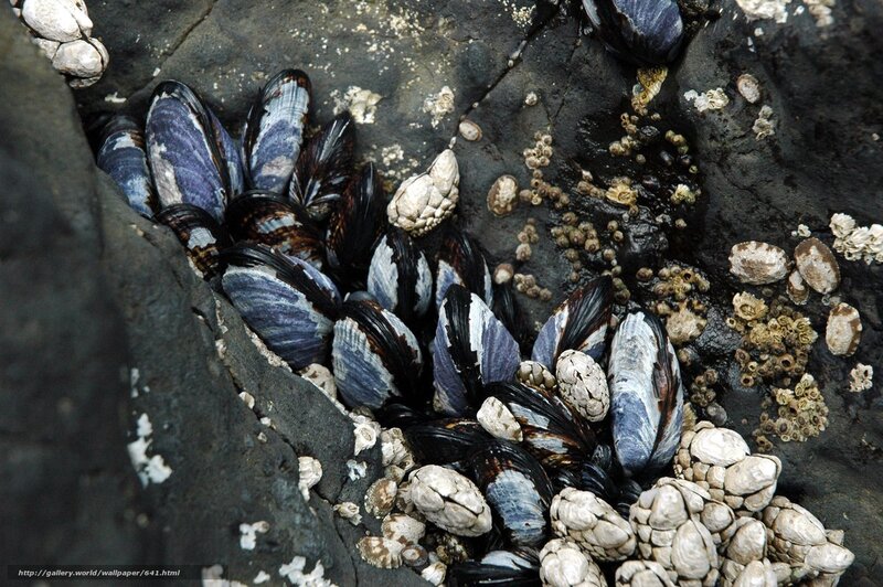 mussels and barnacles on rocks