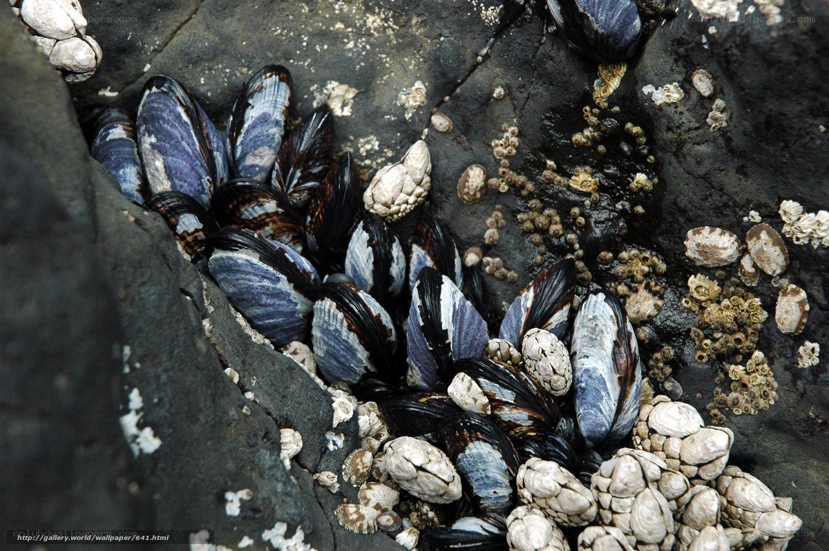 mussels and barnacles on rocks