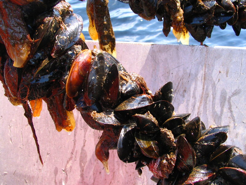 Mussels and seaweed on a boat
