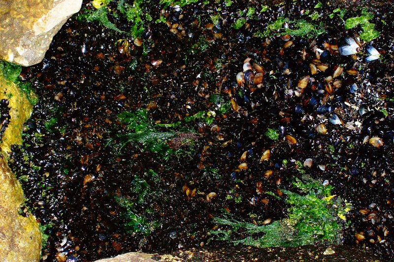 Mussels on Rocks
