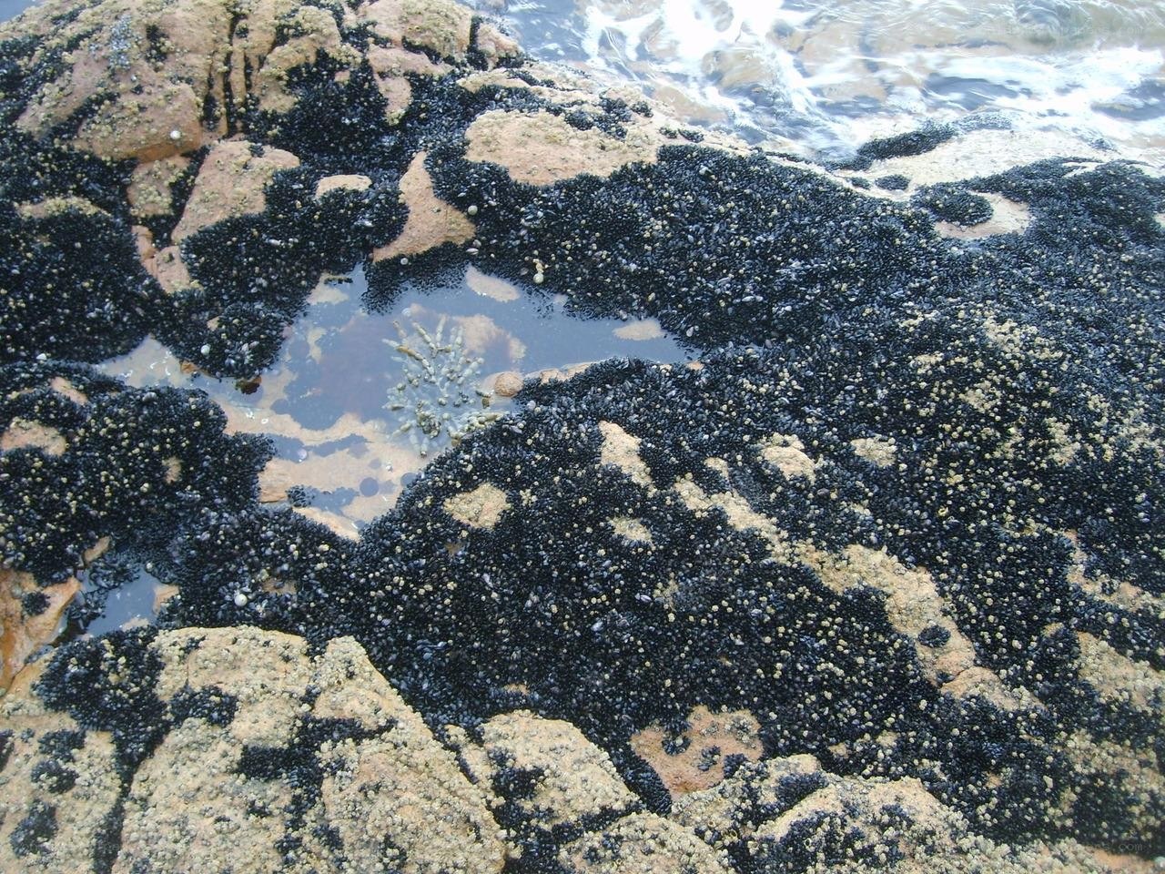 mussels on rocky shore