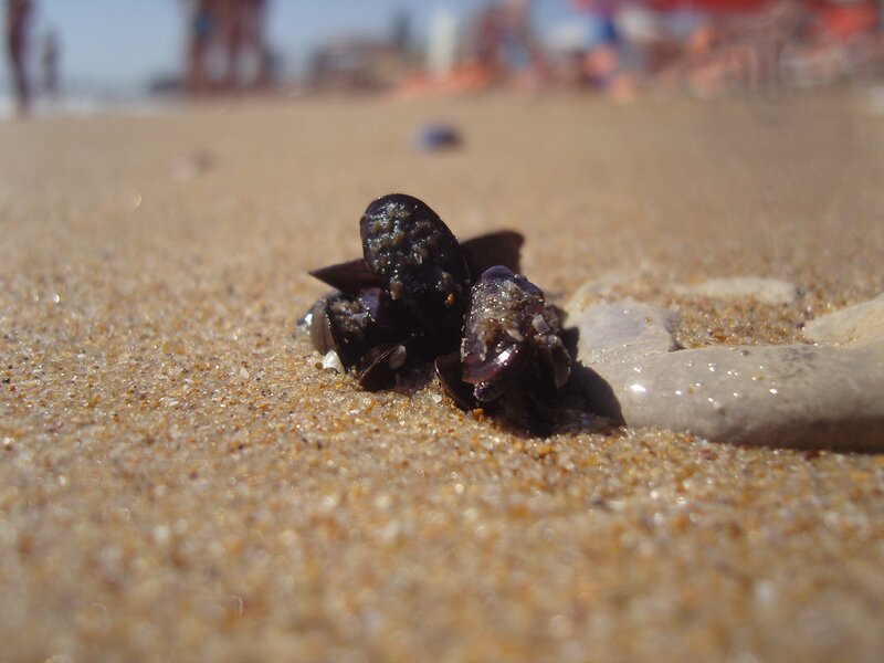 mussels on sandy beach