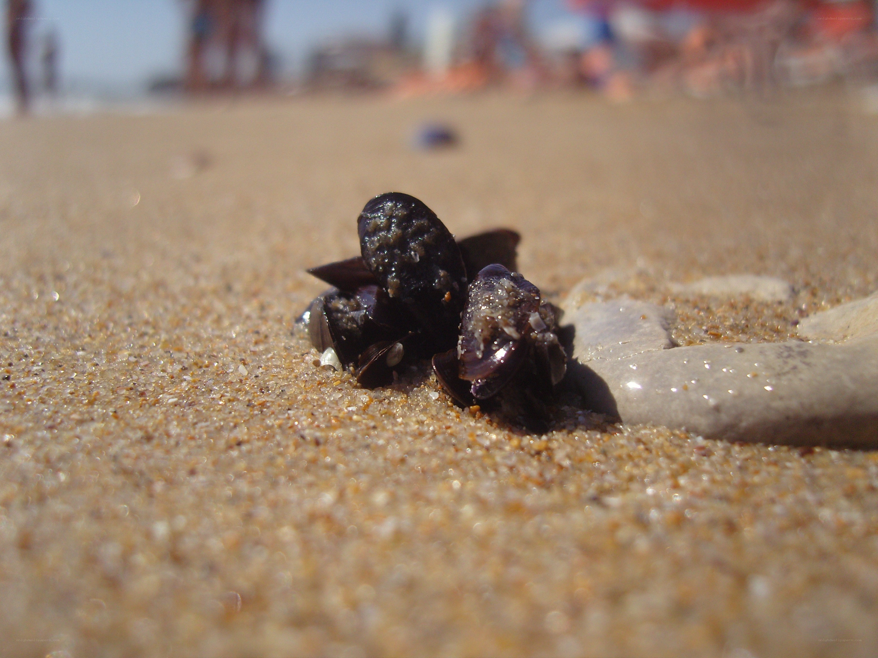 mussels on sandy beach