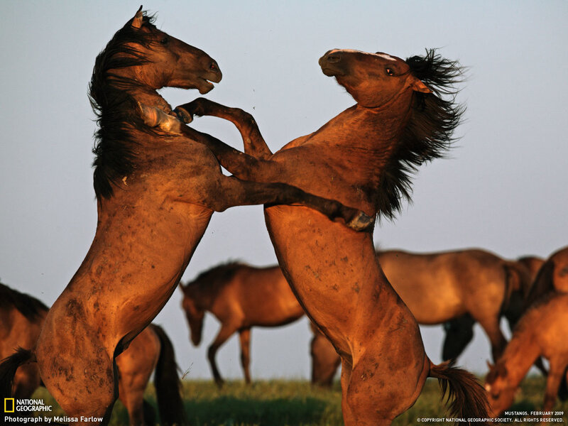Mustangs fighting in a field